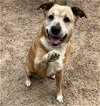 adoptable Dog in mabank, TX named Marge