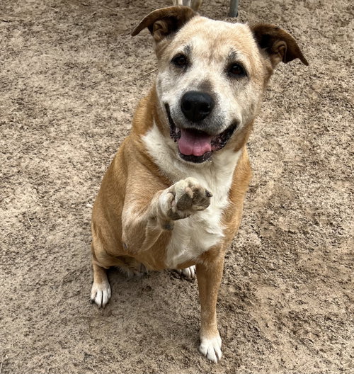 MARGE - Boxer available for adoption