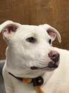 Ruger - Photo 2
