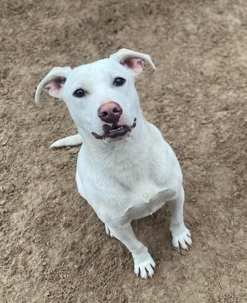 RUGER - American Pit Bull Terrier available for adoption
