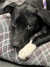 adoptable Dog in mabank, TX named Keta