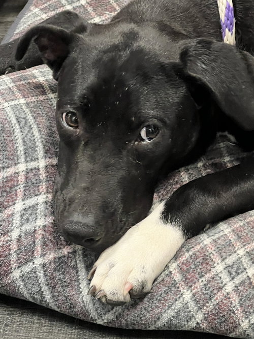 KETA - Black Labrador Retriever / Terrier available for adoption