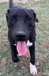Keta - Photo 3