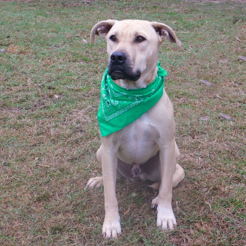 CHESTER - Yellow Labrador Retriever / American Pit Bull Terrier available for adoption