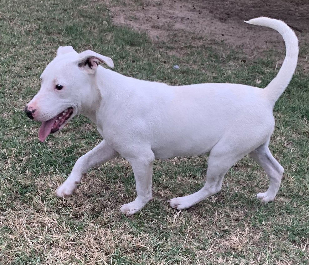 adoptable Dog in Mabank, TX named J.J.