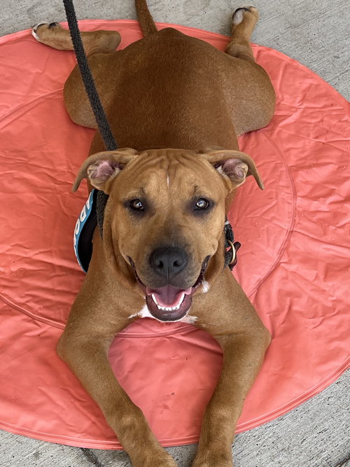 picture of the dog needing adoption