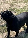 adoptable Dog in mabank, TX named Drax