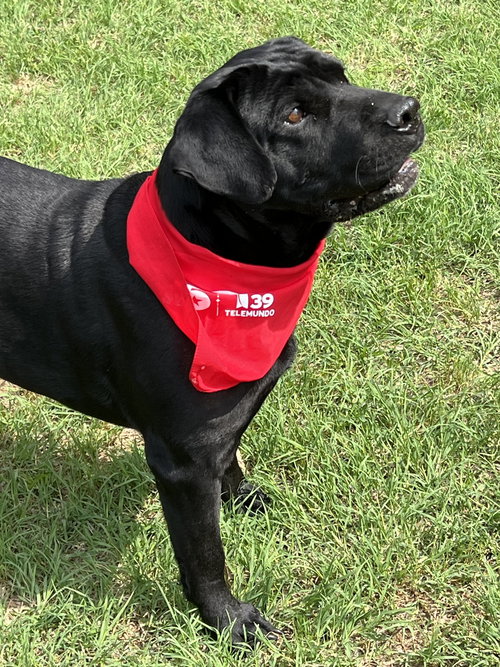 DRAX - Black Labrador Retriever available for adoption