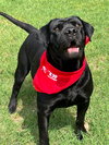 Drax - Photo 2