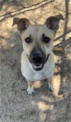 adoptable Dog in mabank, TX named Sadie