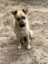 adoptable Dog in Mabank, TX named Sadie