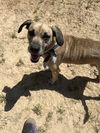 adoptable Dog in Mabank, TX named Beau