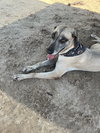 Gracie - Photo 2