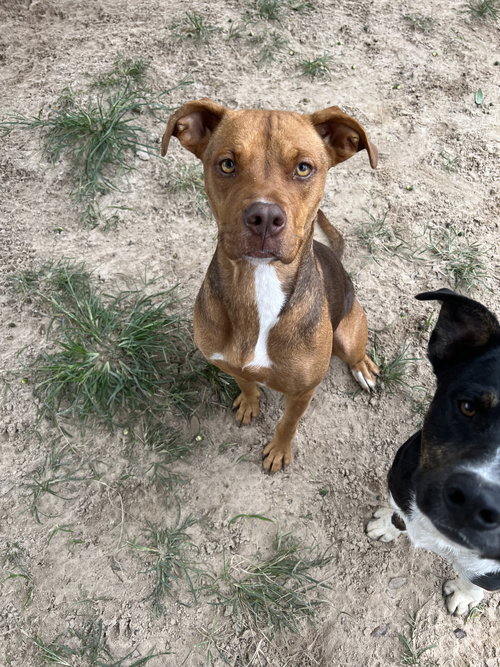 MATILDA - Boxer / American Staffordshire Terrier available for adoption