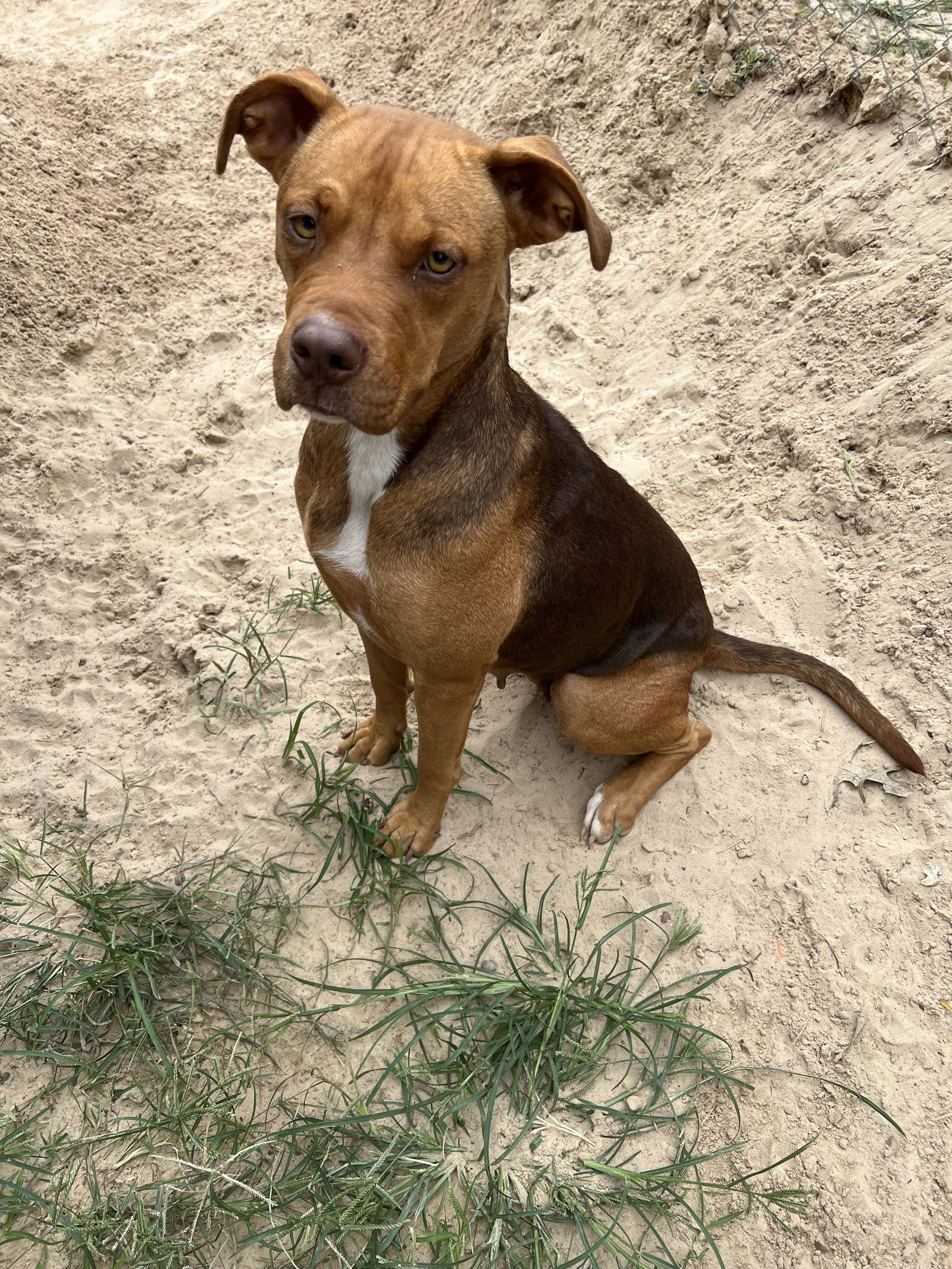 adoptable Dog in Mabank, TX named Matilda