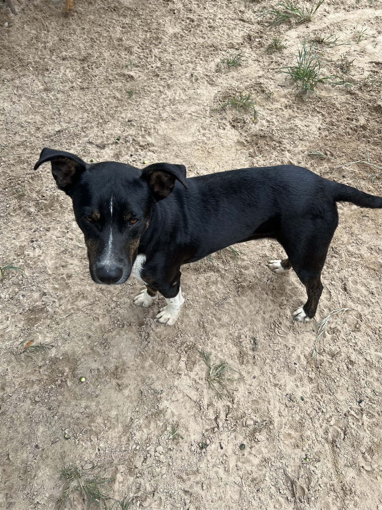 adoptable Dog in Mabank, TX named Jordan