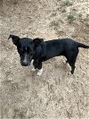 adoptable Dog in mabank, TX named Jordan