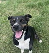 adoptable Dog in Mabank, TX named Jordan