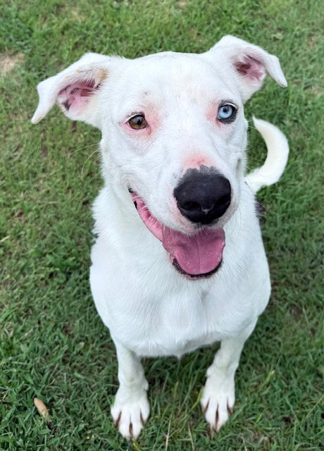 CASPER - Yellow Labrador Retriever / Husky available for adoption
