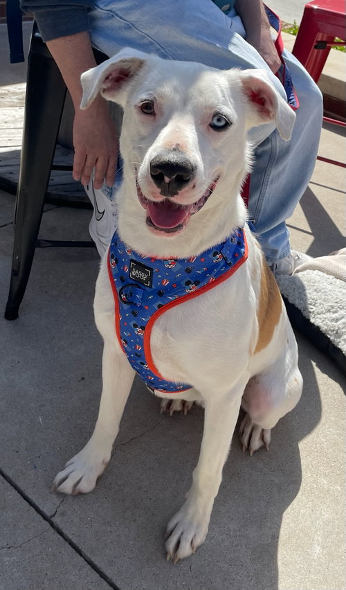 CASPER - Yellow Labrador Retriever / Husky available for adoption