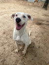 adoptable Dog in Mabank, TX named Casper