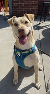 Buster - Photo 2