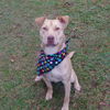 adoptable Dog in Mabank, TX named Buster