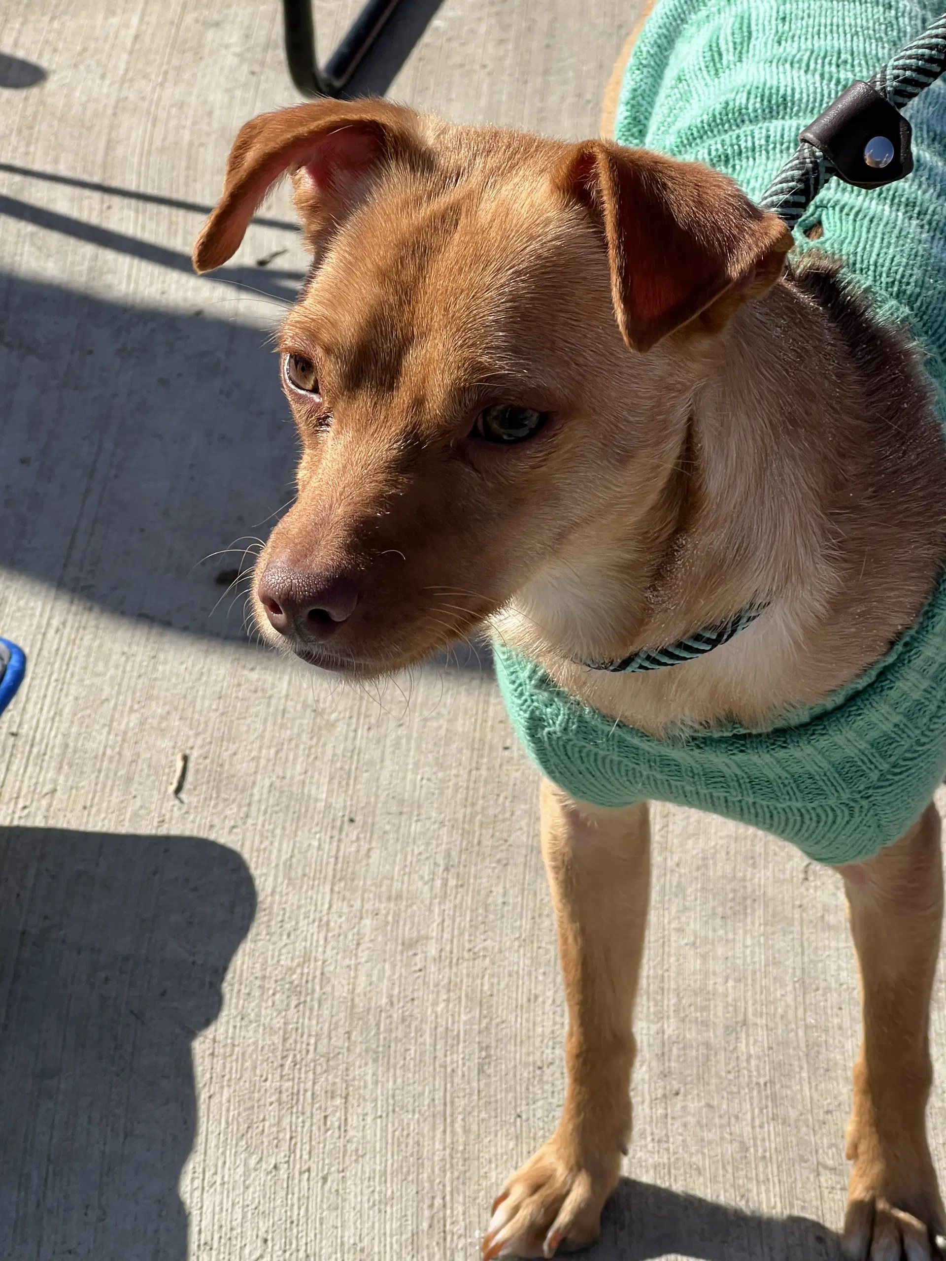 Dobbie - Miniature Pinscher