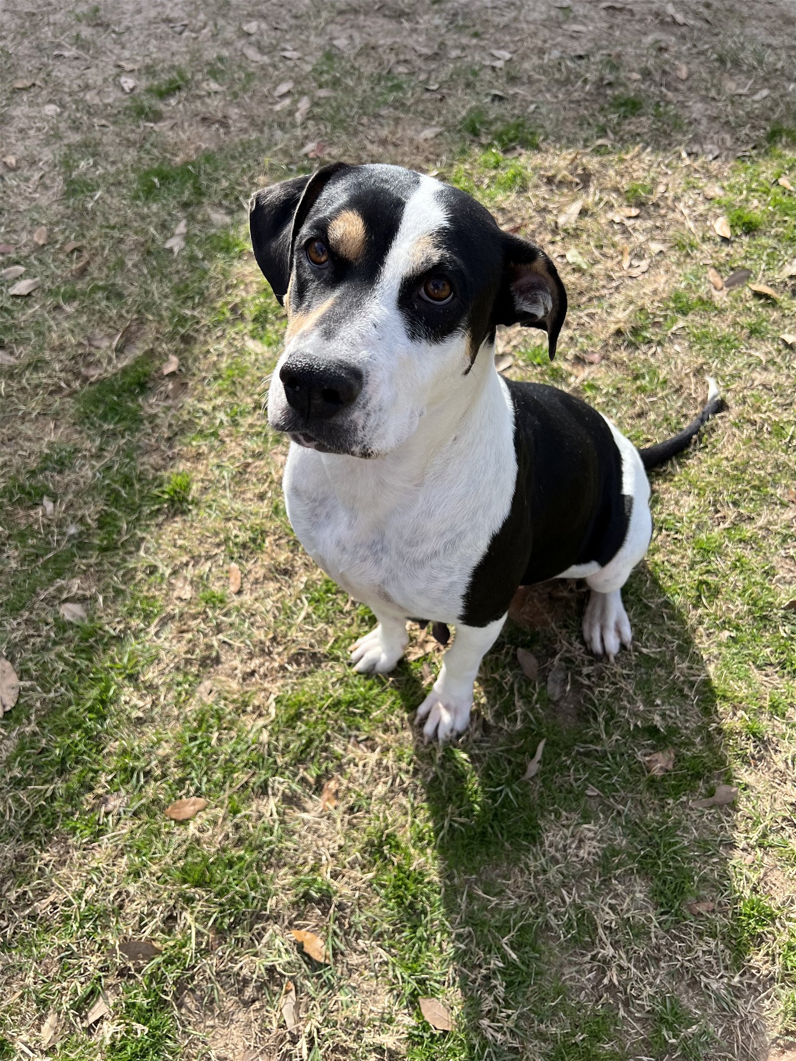 adoptable Dog in Mabank, TX named Maggie