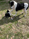 Maggie - Photo 3