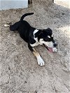 adoptable Dog in mabank, TX named May