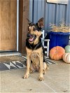 adoptable Dog in mabank, TX named Zoe