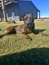 adoptable Dog in Mabank, TX named Bella