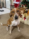 adoptable Dog in mabank, TX named Red