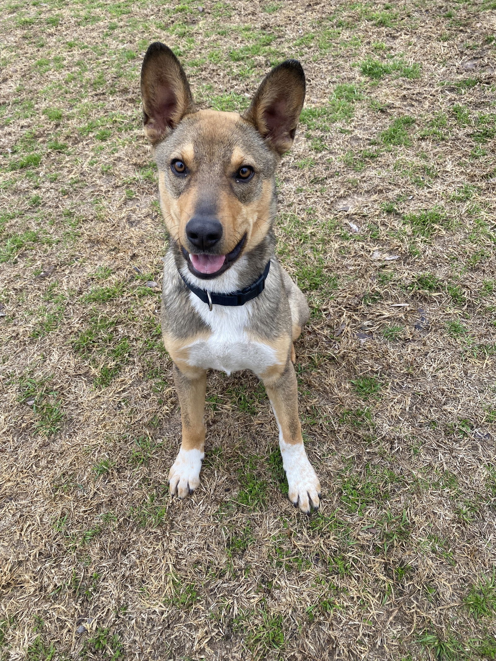 adoptable Dog in Mabank, TX named JM