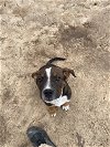 adoptable Dog in mabank, TX named Tike