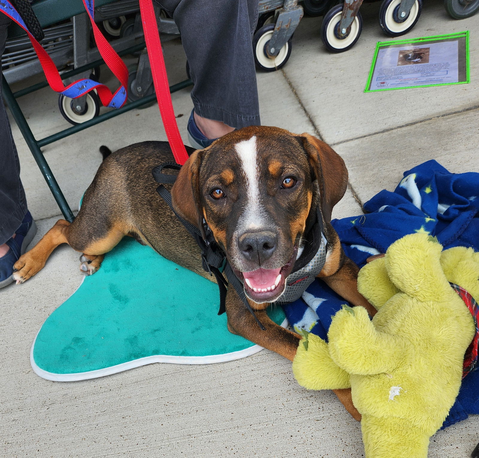 adoptable Dog in Mabank, TX named Tike