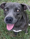 adoptable Dog in Mabank, TX named Rihanna