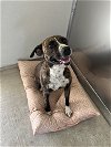 adoptable Dog in mabank, TX named Tina