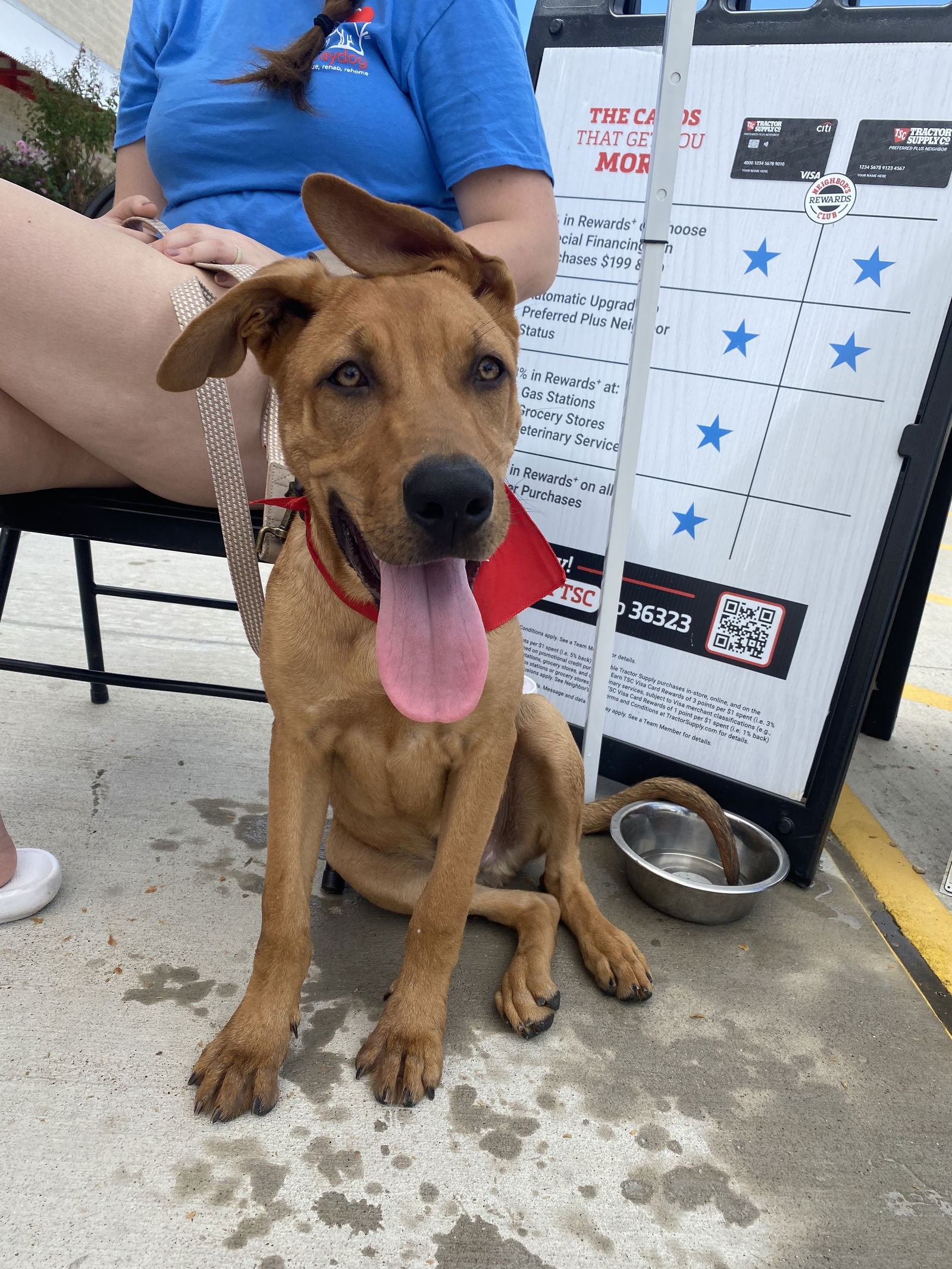 adoptable Dog in Mabank, TX named Stan