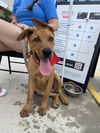 adoptable Dog in Mabank, TX named Stan