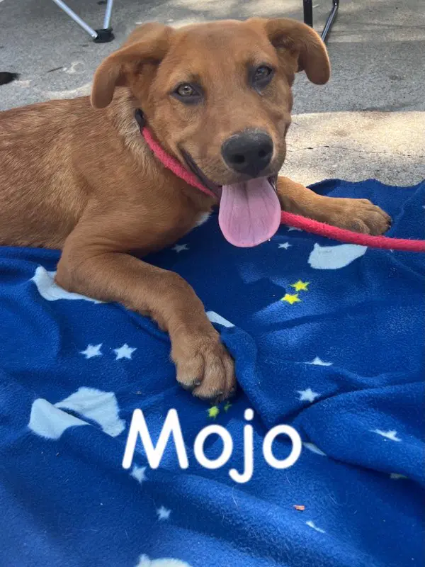 Mojo image 3