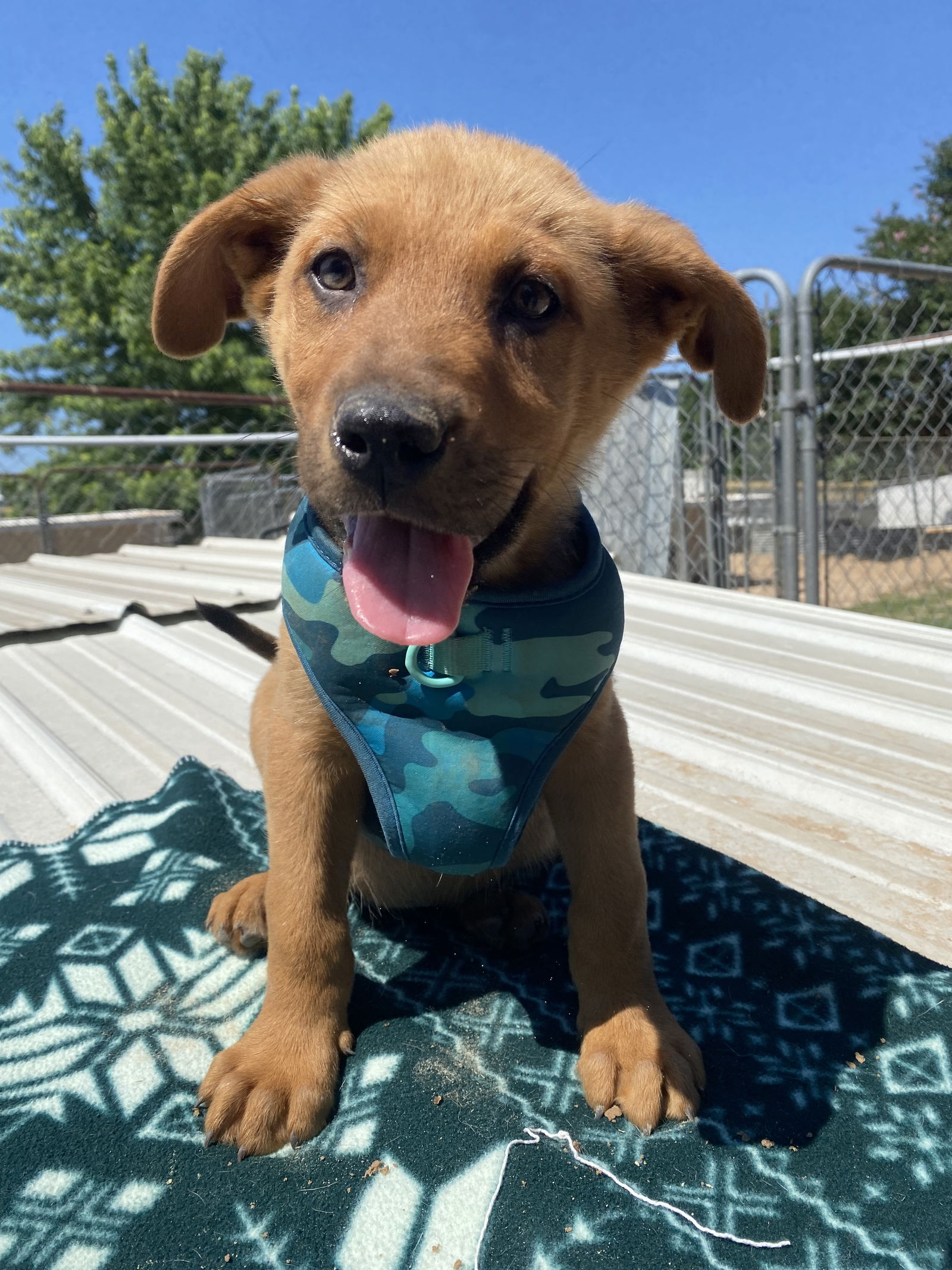 adoptable Dog in Mabank, TX named Mojo