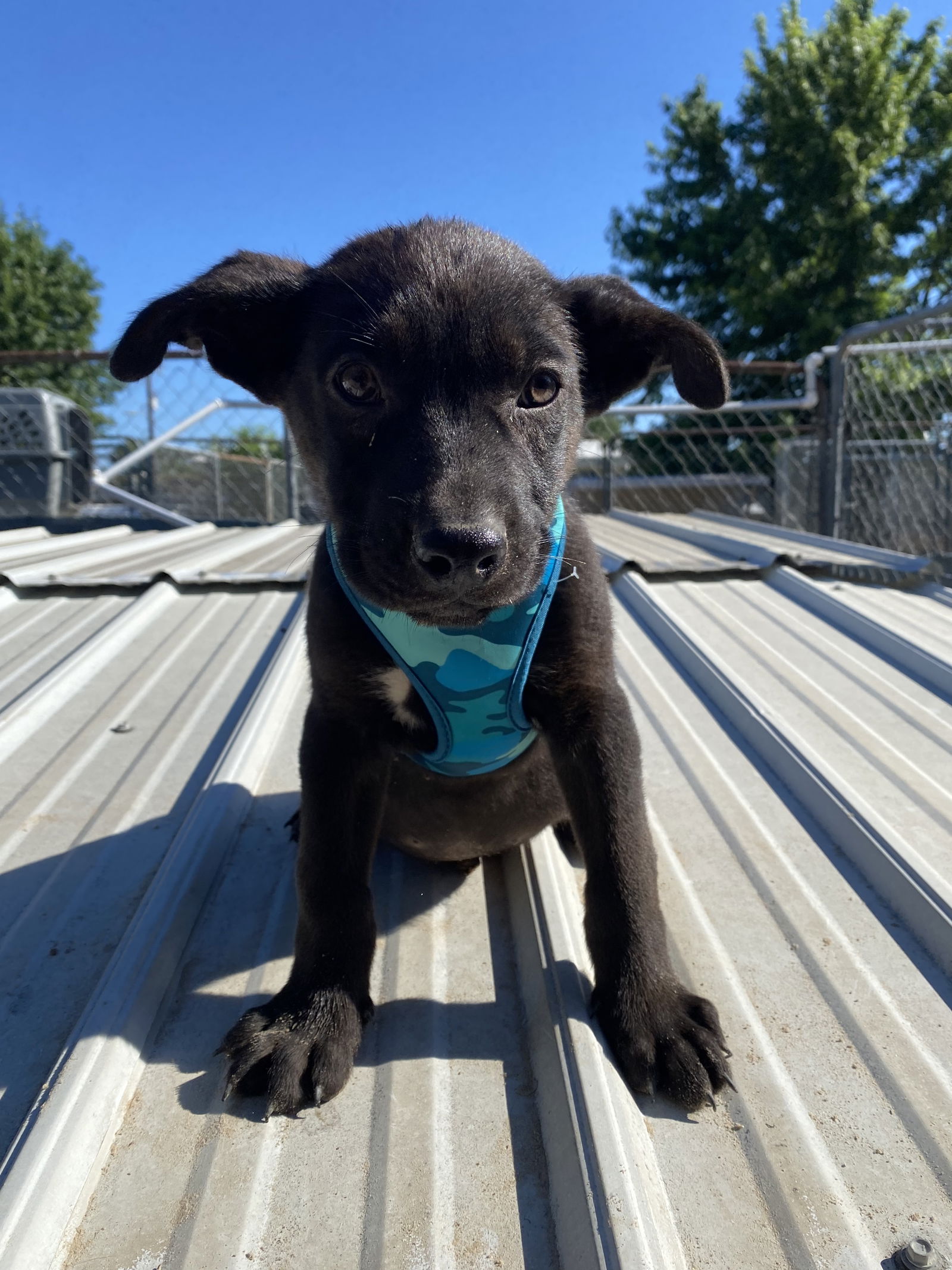 adoptable Dog in Mabank, TX named Carson