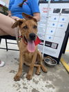 adoptable Dog in  named Kojack