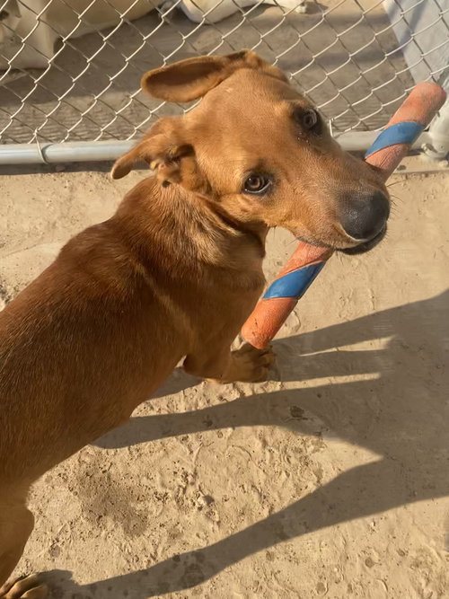 KOJACK - Labrador Retriever / German Shepherd Dog available for adoption