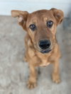 Kojack - Photo 3