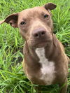 adoptable Dog in Mabank, TX named Cinderella