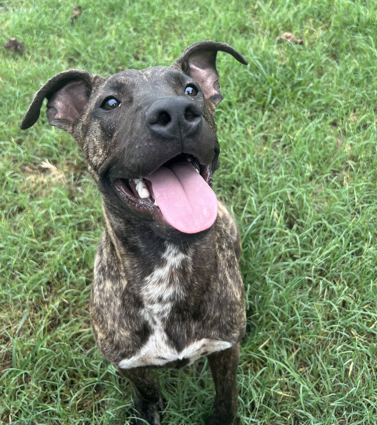 adoptable Dog in Mabank, TX named Dexter Duck