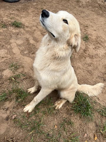 adoptable Dog in Mabank, TX named Spice